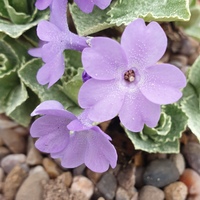 Primula marginata 'Drake's Form'